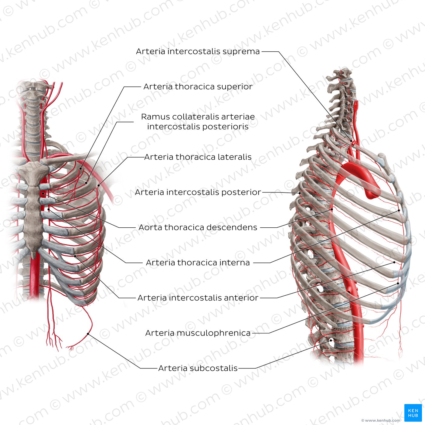 Arterien des Brustkorbs