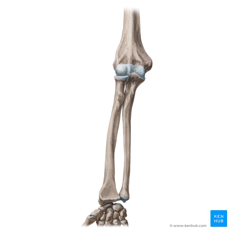 Styloid process of radius anatomy and function kenhub