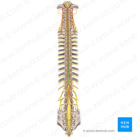 Sulco mediano posterior da medula espinal (Sulcus medianus posterior medullae spinalis); Imagem: Rebecca Betts