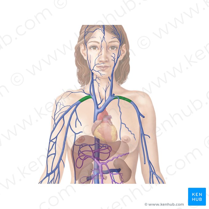 Subclavian vein (Vena subclavia); Image: Begoña Rodriguez