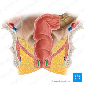 Esfíncter anal interno (Musculus sphincter internus ani); Imagem: Samantha Zimmerman