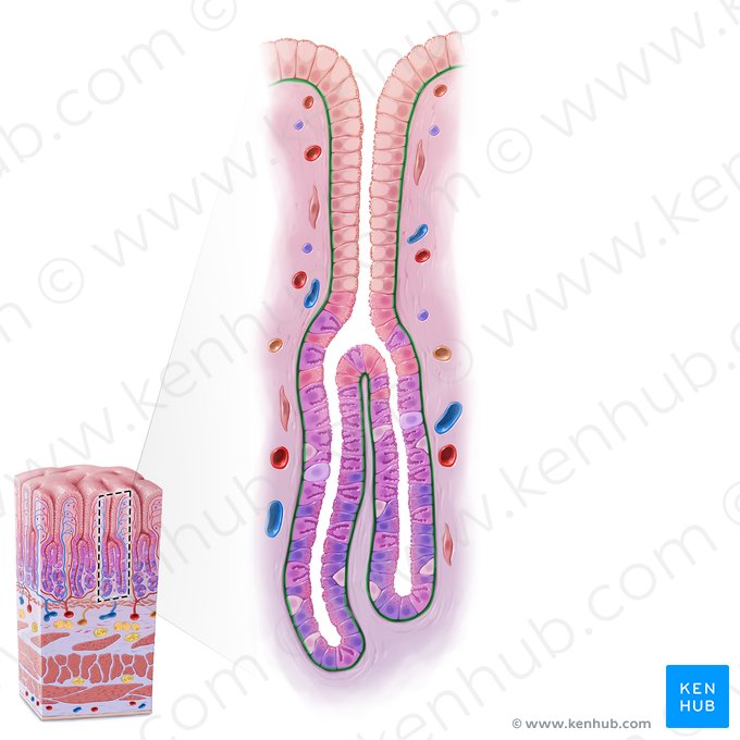 Basement membrane (Membrana basalis); Image: Paul Kim