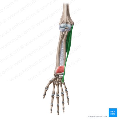 Musculus flexor carpi ulnaris (Ellenseitiger Handbeuger); Bild: Yousun Koh