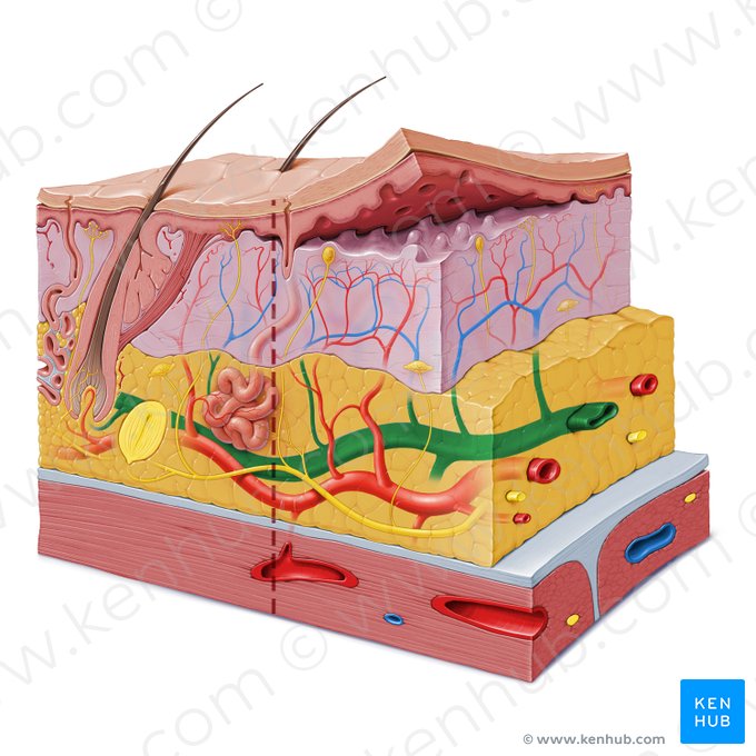 Subcutaneous venous plexus (Plexus venosus subcutaneus); Image: Paul Kim