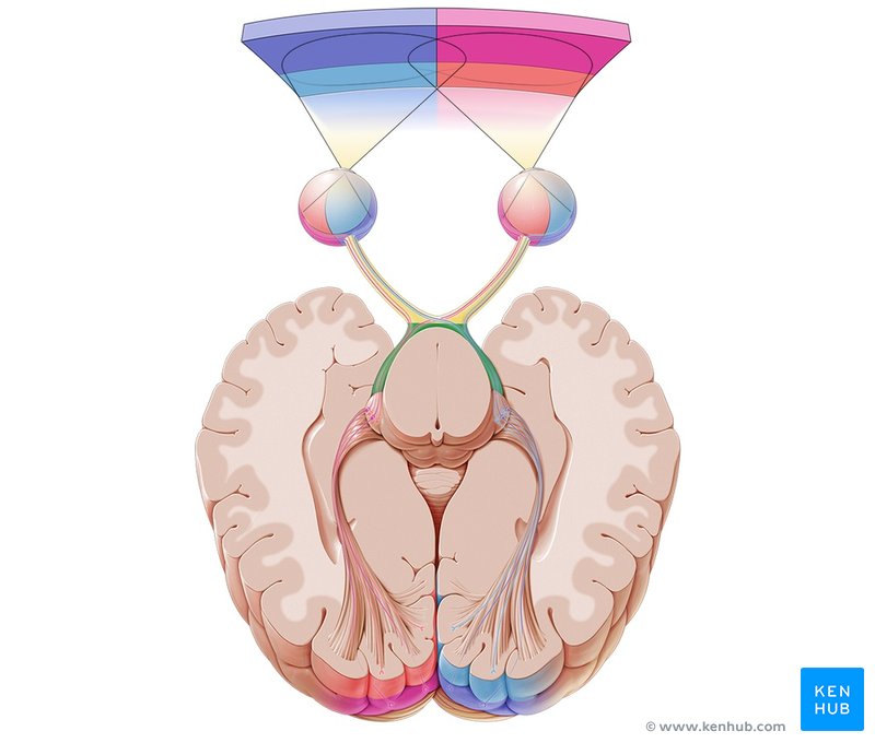 Optic tract - cranial view