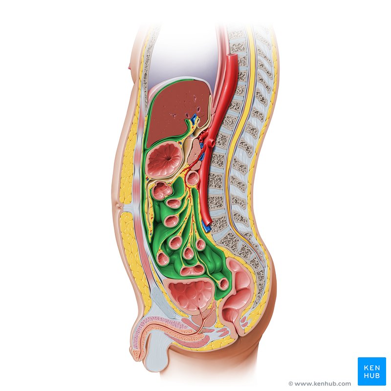 Cavidade peritoneal - vista medial