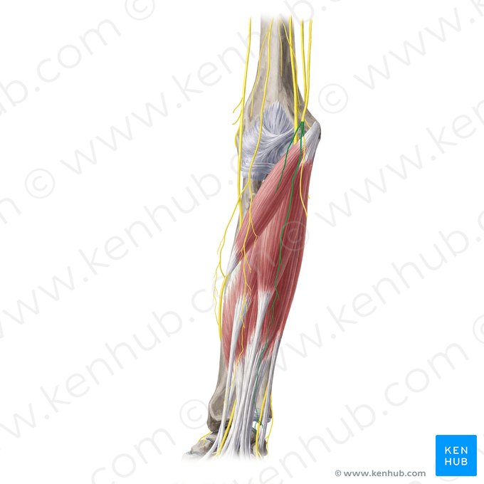 Ramo anterior do nervo cutâneo medial do antebraço (Ramus anterior nervi cutanei medialis antebrachii); Imagem: Yousun Koh