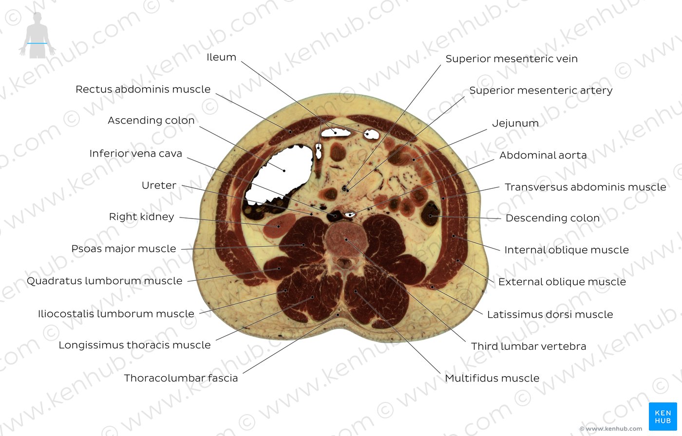 Third lumbar vertebra level: Overview