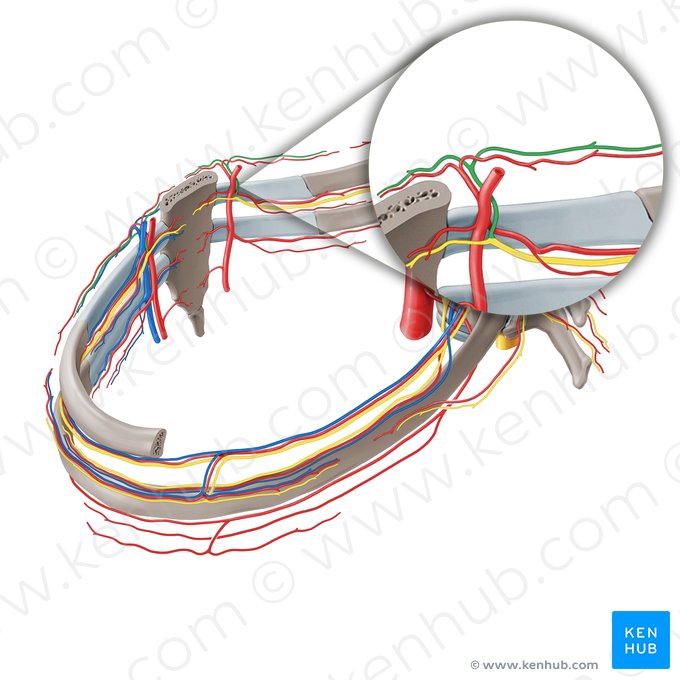 Ramus cutaneus anterior nervi intercostalis (Vorderer Hautast des Zwischenrippennervs); Bild: Paul Kim