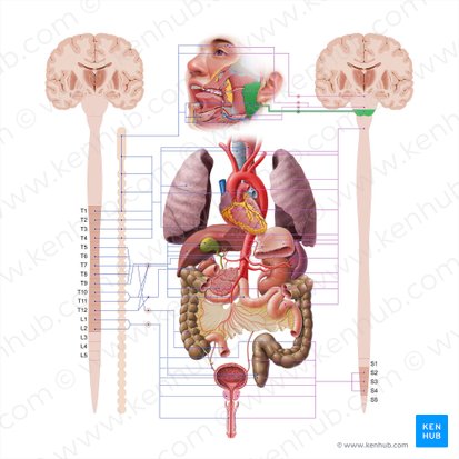 Glossopharyngeal nerve (Nervus glossopharyngeus); Image: Paul Kim