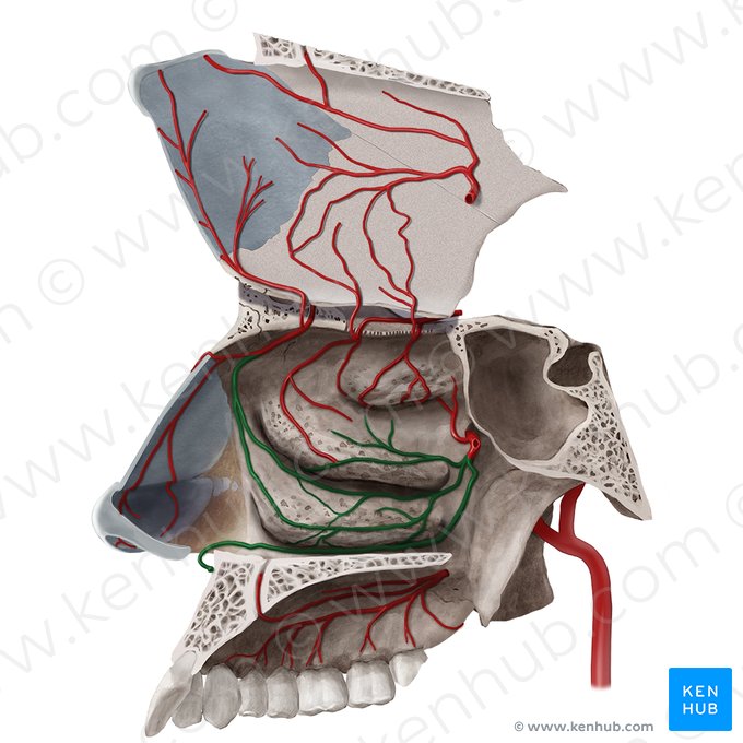 Posterior lateral nasal branches of sphenopalatine artery (Rami nasales posteriores laterales arteriae sphenopalatinae); Image: Begoña Rodriguez