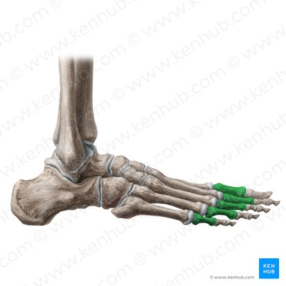 Falanges proximales del pie (Phalanges proximales pedis); Imagen: Liene Znotina