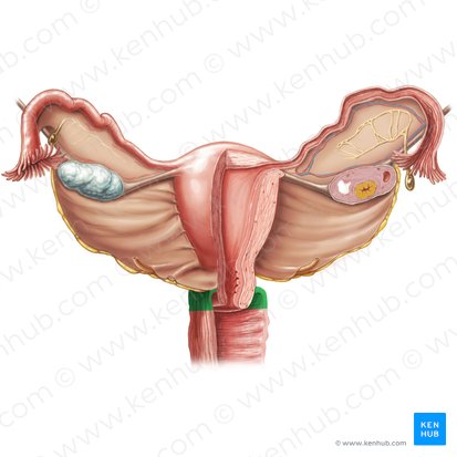 Vaginal fornix (Fornix vaginae); Image: Samantha Zimmerman