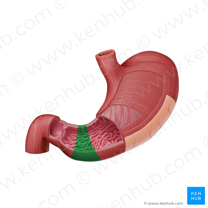 Antro pilórico (Antrum pyloricum); Imagem: Paul Kim