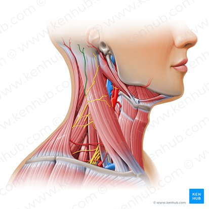 Lesser occipital nerve (Nervus occipitalis minor); Image: Paul Kim