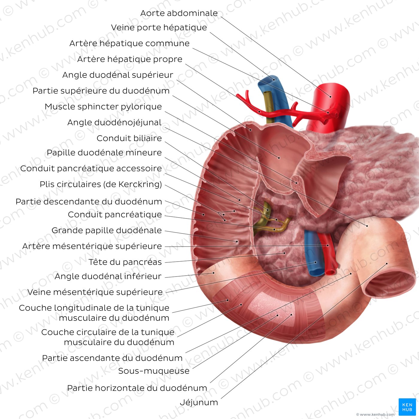 Duodenum