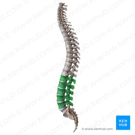 Lumbar vertebrae (Vertebrae lumbales); Image: Liene Znotina