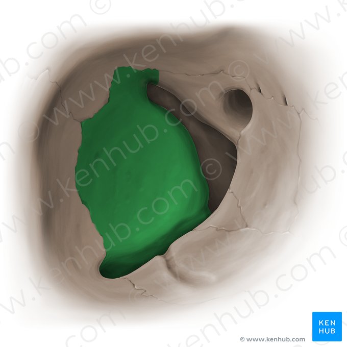 Orbital surface of greater wing of sphenoid bone (Facies orbitalis alae majoris ossis sphenoidalis); Image: Paul Kim