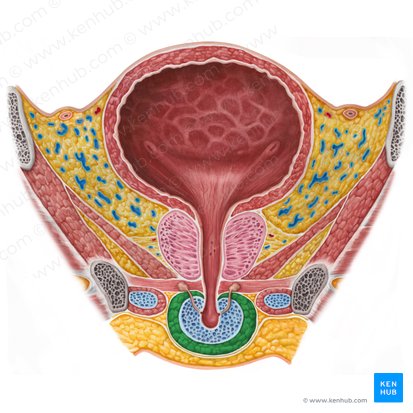 Bulbospongiosus muscle (male) (Musculus bulbospongiosus (masculinus)); Image: Irina Münstermann