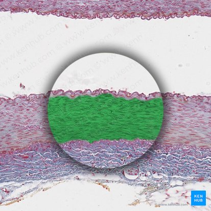 Tunica media arteriae (Media der Arterie); Bild: 