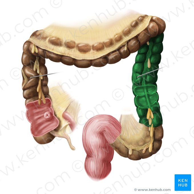 Colon descendens (Absteigender Dickdarm); Bild: Begoña Rodriguez