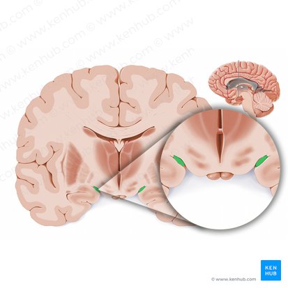 Optic tract (Tractus opticus); Image: Paul Kim