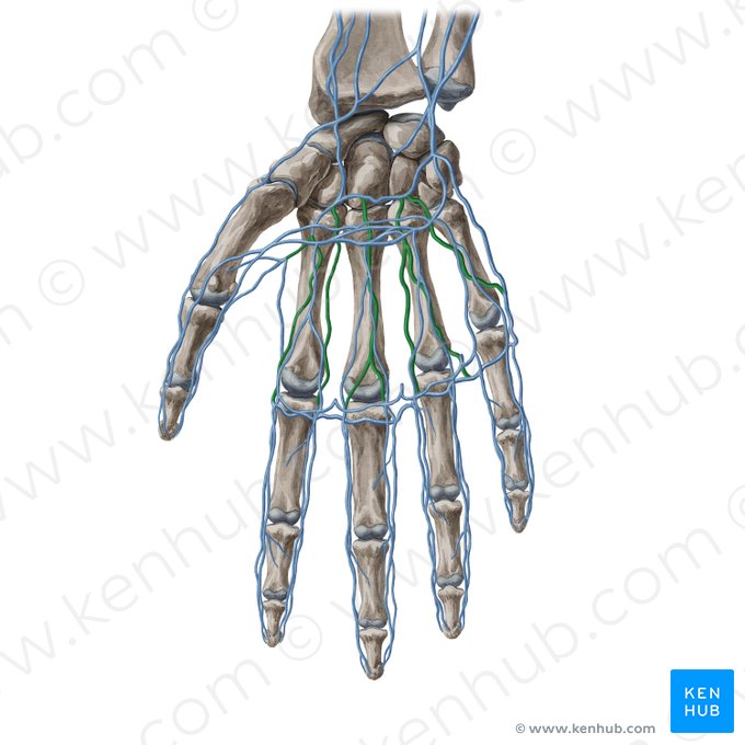 Palmar metacarpal veins (Venae metacarpeae palmares); Image: Yousun Koh