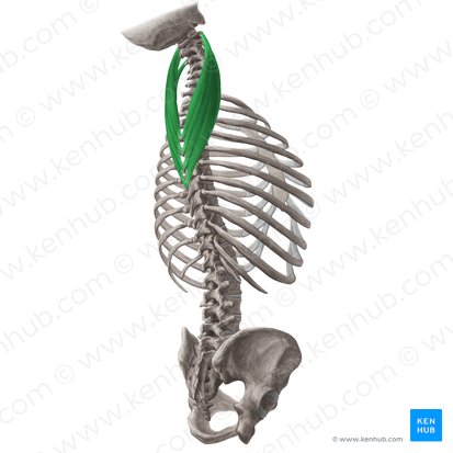 Músculo esplenio cervical (Musculus splenius cervicis); Imagen: Yousun Koh