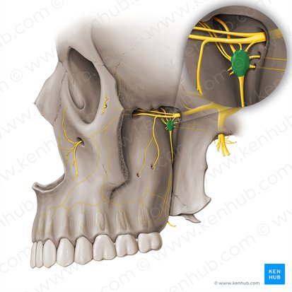 Ganglio pterigopalatino (Ganglion pterygopalatinum); Imagen: Paul Kim