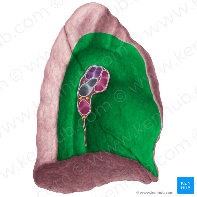 Mediastinal surface of left lung (Facies mediastinalis pulmonis sinistri); Image: Yousun Koh
