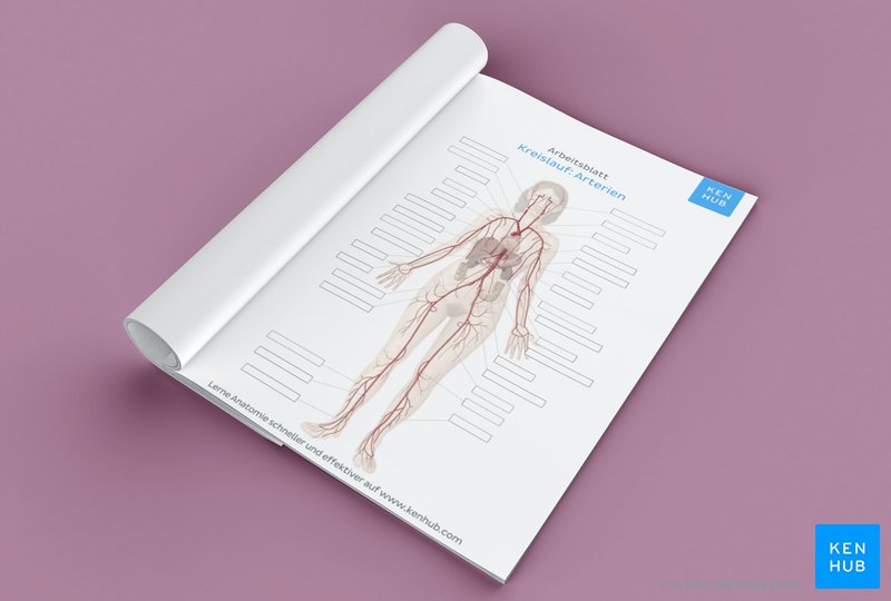 Kostenloses Blutkreislauf Arbeitsblatt über das arterielle System (unbeschriftet) als PDF Download unten. 
