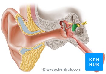 sistema vestibular
