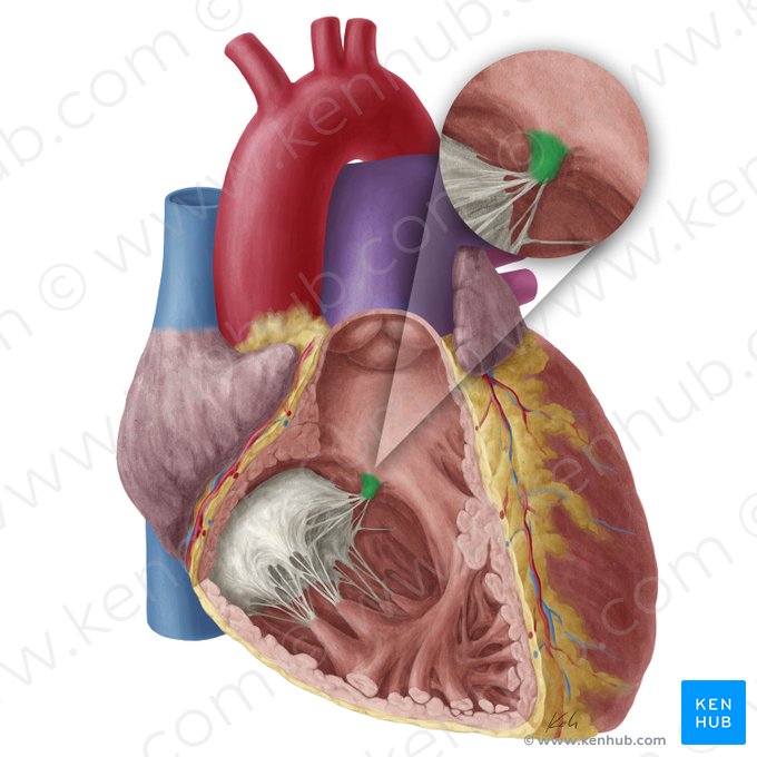 Músculo papilar septal del ventrículo derecho (Musculus papillaris septalis ventriculi dextri); Imagen: Yousun Koh