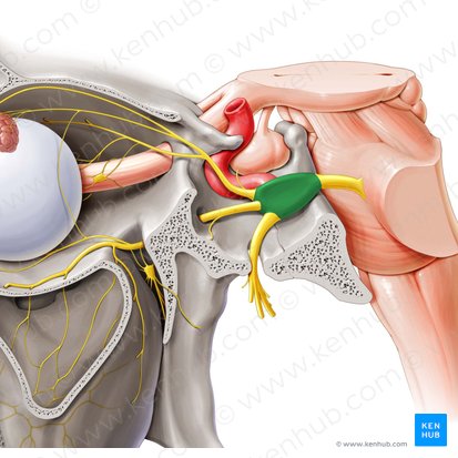 Ganglio del trigémino (Ganglion trigeminale); Imagen: Paul Kim