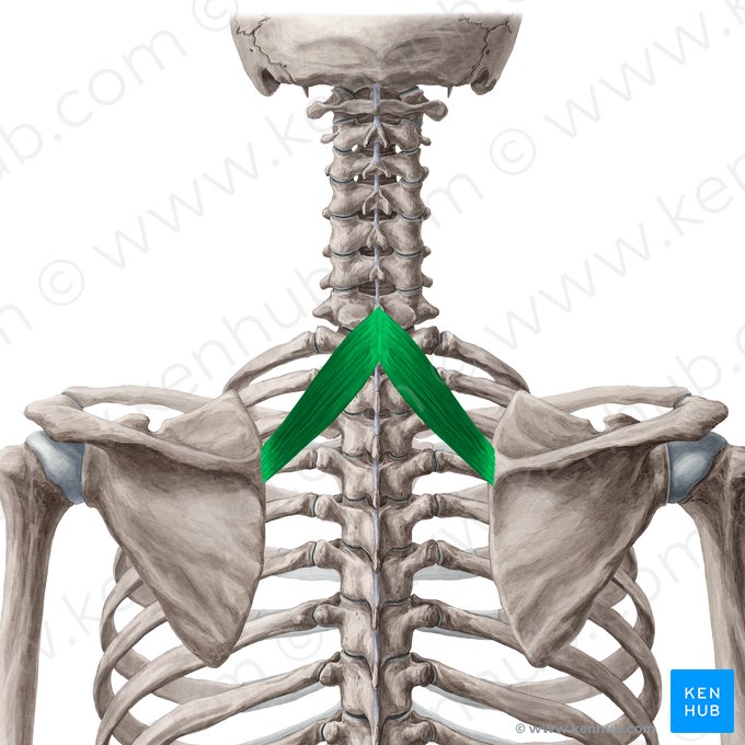 Rhomboid minor muscle (Musculus rhomboideus minor); Image: Yousun Koh