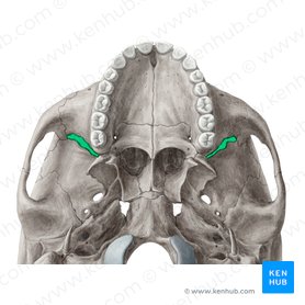 Inferior orbital fissure (Fissura orbitalis inferior); Image: Yousun Koh