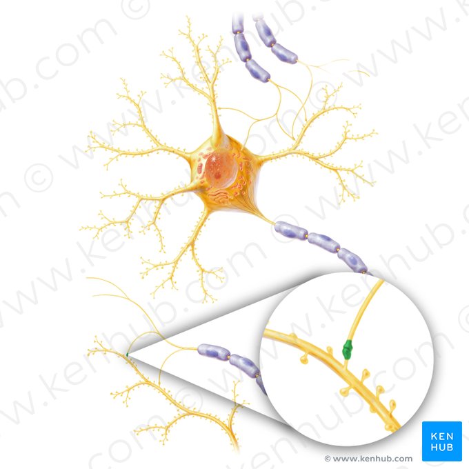 Synapse (Synapsis); Image : Paul Kim