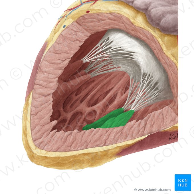 Inferior papillary muscle of left ventricle (Musculus papillaris inferior ventriculi sinistri); Image: Yousun Koh