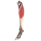 Gastrocnemius muscle (3D)