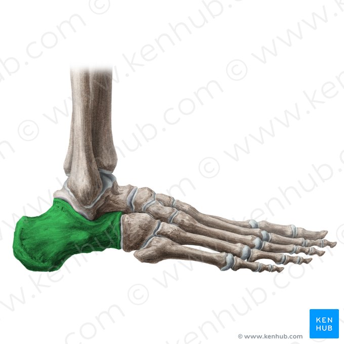 Calcâneo (Calcaneus); Imagem: Liene Znotina