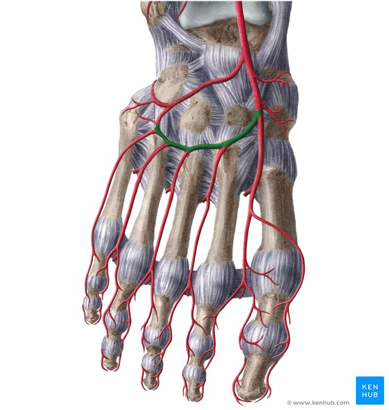 Arcuate artery (arteria arcuata)