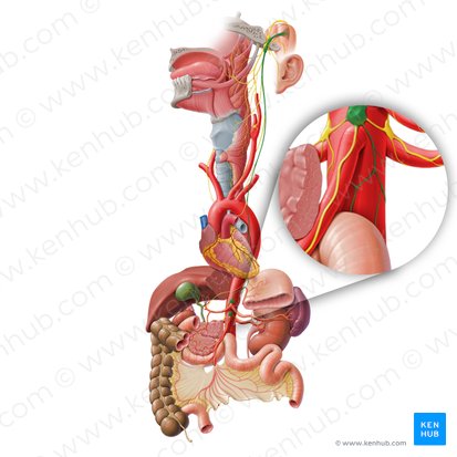 Plexo intermesentérico (Plexus intermesentericus); Imagem: Paul Kim