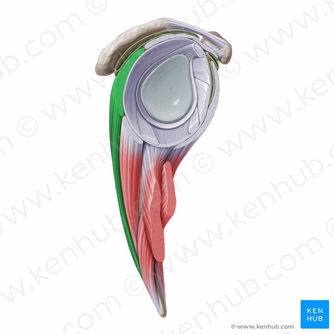 Músculo infraespinoso (Musculus infraspinatus); Imagen: Paul Kim