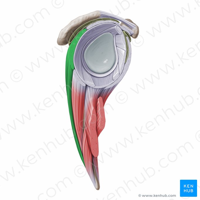 Musculus infraspinatus (Untergrätenmuskel); Bild: Paul Kim