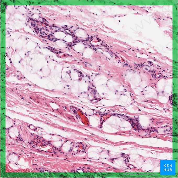 Loose connective tissue (Textus connectivus laxus); Image: 