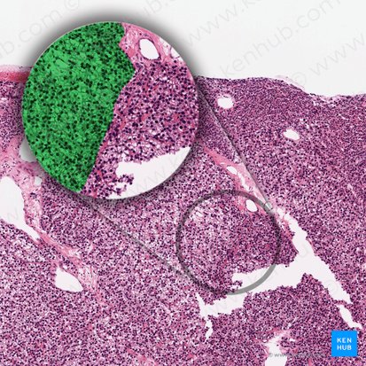 Inactive chief cells (Parathyrocyti endocrini lucidi); Image: 