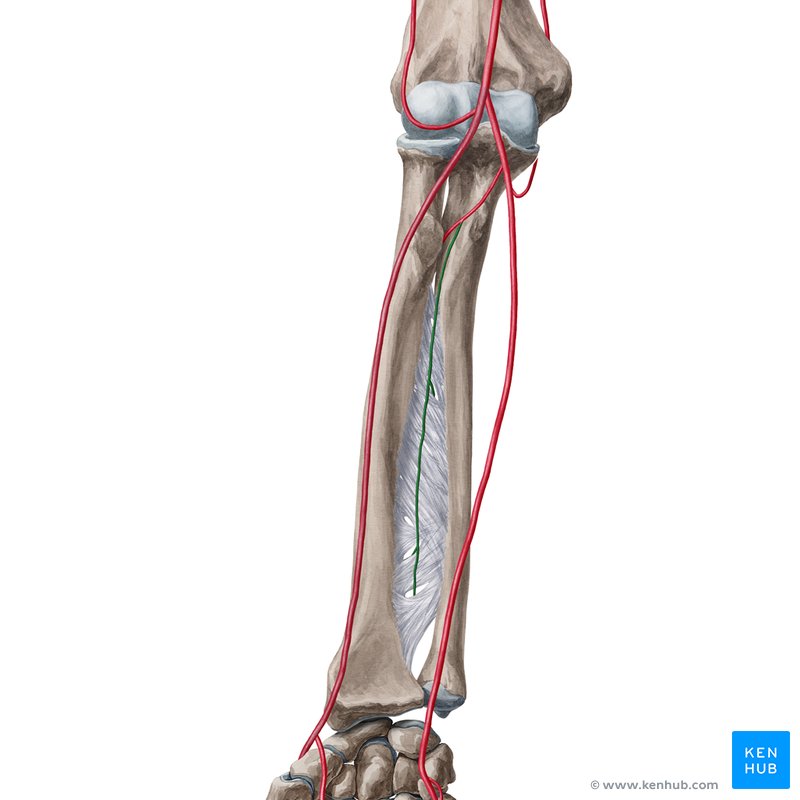 Anterior interosseous artery (Arteria interossea anterior)