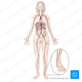 Dorsalis pedis artery (Arteria dorsalis pedis); Image: Begoña Rodriguez