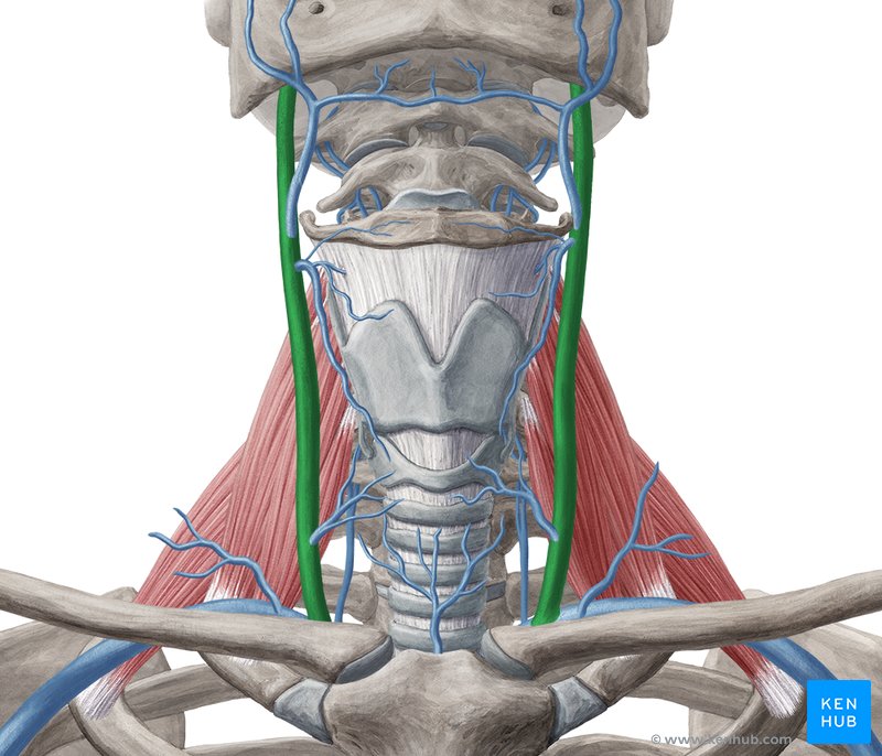 Internal jugular vein (Vena jugularis interna)