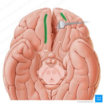 Sulco olfatório (Sulcus olfactorius); Imagem: Paul Kim